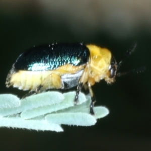 Aporocera (Aporocera) consors at Paddys River, ACT - 12 Jan 2022 10:34 AM