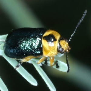 Aporocera (Aporocera) consors at Paddys River, ACT - 12 Jan 2022 10:34 AM