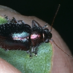 Edusella sp. (genus) (A leaf beetle) at Paddys River, ACT - 12 Jan 2022 by jbromilow50