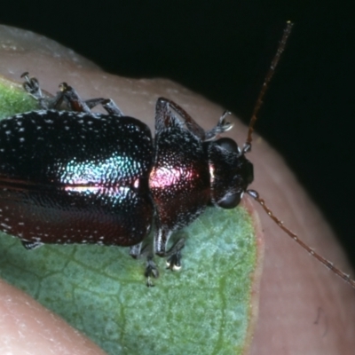 Edusella sp. (genus) (A leaf beetle) at Paddys River, ACT - 12 Jan 2022 by jb2602