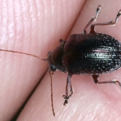 Edusella sp. (genus) at Paddys River, ACT - 12 Jan 2022 11:51 AM