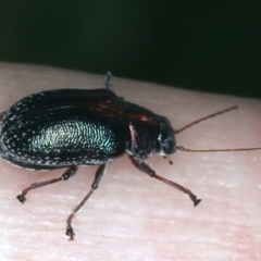 Edusella sp. (genus) at Paddys River, ACT - 12 Jan 2022 11:51 AM