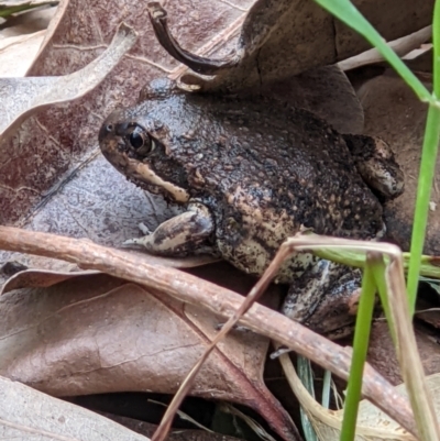 Limnodynastes dumerilii (Eastern Banjo Frog) at Gateway Island, VIC - 16 Jan 2022 by ChrisAllen