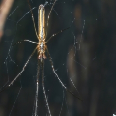 Tetragnatha sp. (genus) (Long-jawed spider) at Mongarlowe River - 10 Jan 2022 by jbromilow50