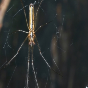 Tetragnatha sp. (genus) at Monga, NSW - 10 Jan 2022 11:52 AM