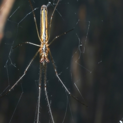 Tetragnatha sp. (genus) (Long-jawed spider) at Monga, NSW - 10 Jan 2022 by jbromilow50