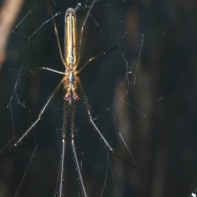 Tetragnatha sp. (genus) (Long-jawed spider) at Mongarlowe River - 10 Jan 2022 by jbromilow50