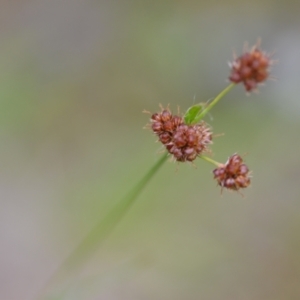 Luzula sp. at Wamboin, NSW - 2 Nov 2021