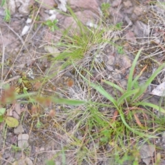 Luzula sp. at Wamboin, NSW - 2 Nov 2021