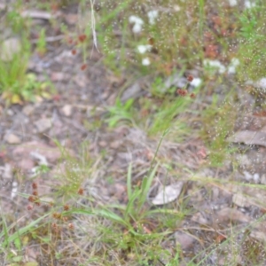 Luzula sp. at Wamboin, NSW - 2 Nov 2021 07:37 PM