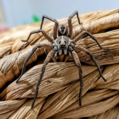 Tasmanicosa sp. (genus) (Tasmanicosa wolf spider) at Kambah, ACT - 17 Jan 2022 by HelenCross