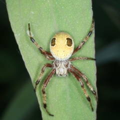 Salsa fuliginata (Sooty Orb-weaver) at Mongarlowe River - 10 Jan 2022 by jb2602