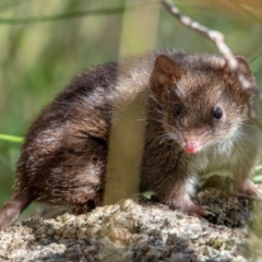 Antechinus mimetes mimetes (Dusky Antechinus) at Paddys River, ACT - 16 Jan 2022 by Boagshoags