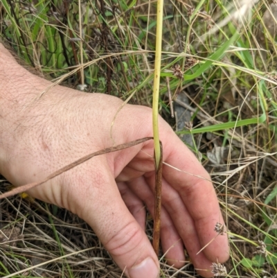 Microtis sp. (Onion Orchid) at Watson, ACT - 16 Jan 2022 by WalterEgo