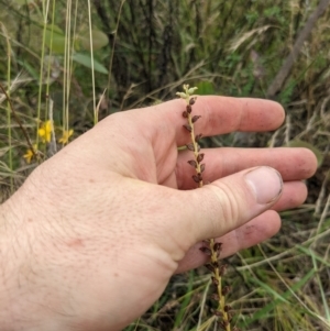 Microtis sp. at Watson, ACT - 17 Jan 2022