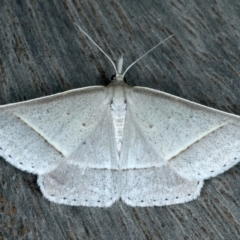 Epidesmia perfabricata (Grey Epidesmia) at Ainslie, ACT - 15 Jan 2022 by jb2602