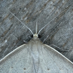 Epidesmia perfabricata at Ainslie, ACT - 15 Jan 2022 10:56 PM