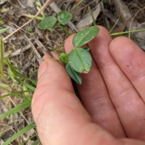 Zornia dyctiocarpa var. dyctiocarpa at Mount Majura - 17 Jan 2022 10:48 AM
