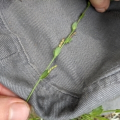 Zornia dyctiocarpa var. dyctiocarpa at Mount Majura - 17 Jan 2022 10:48 AM