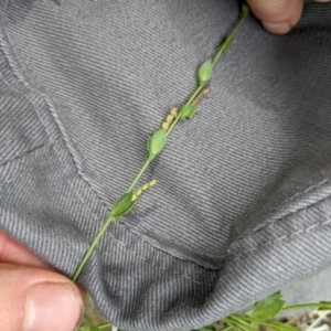 Zornia dyctiocarpa var. dyctiocarpa at Mount Majura - 17 Jan 2022 10:48 AM