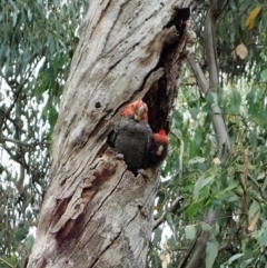 Callocephalon fimbriatum (Gang-gang Cockatoo) at Aranda Bushland - 17 Jan 2022 by CathB