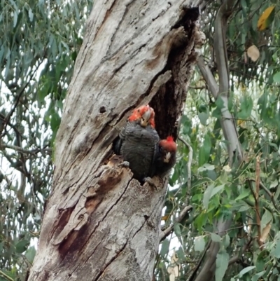 Callocephalon fimbriatum (Gang-gang Cockatoo) at Cook, ACT - 16 Jan 2022 by CathB