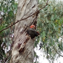 Callocephalon fimbriatum at Cook, ACT - 17 Jan 2022