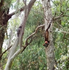 Callocephalon fimbriatum at Cook, ACT - suppressed