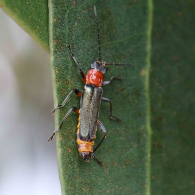 Chauliognathus tricolor (Tricolor soldier beetle) at Yarralumla, ACT - 15 Jan 2022 by ConBoekel