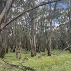 Eucalyptus stellulata (Black Sally) at Brindabella, NSW - 15 Jan 2022 by Nat