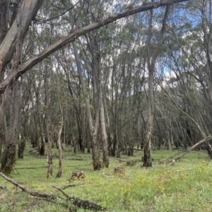 Eucalyptus stellulata at Bondo State Forest - 15 Jan 2022 02:21 PM