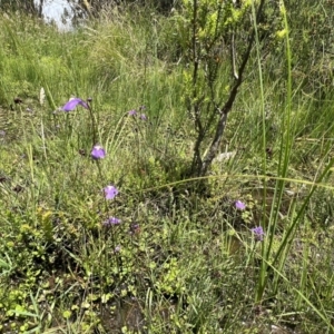 Utricularia dichotoma at Brindabella, NSW - 15 Jan 2022