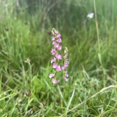 Spiranthes australis (Austral Ladies Tresses) at Brindabella, NSW - 15 Jan 2022 by Nat