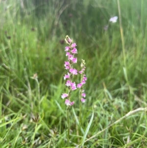 Spiranthes australis at Brindabella, NSW - 15 Jan 2022