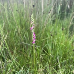 Spiranthes australis at Brindabella, NSW - 15 Jan 2022