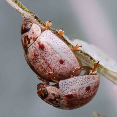 Paropsisterna m-fuscum (Eucalyptus Leaf Beetle) at Yarralumla, ACT - 15 Jan 2022 by ConBoekel