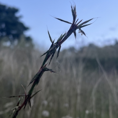 Cymbopogon refractus (Barbed-wire Grass) at Chapman, ACT - 10 Jan 2022 by Nat