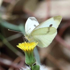 Pieris rapae at Yarralumla, ACT - 16 Jan 2022 10:34 AM