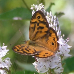 Heteronympha merope (Common Brown Butterfly) at Tennent, ACT - 9 Jan 2022 by MatthewFrawley