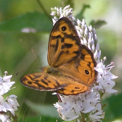 Heteronympha merope (Common Brown Butterfly) at Tennent, ACT - 10 Jan 2022 by MatthewFrawley