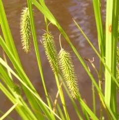 Carex fascicularis (Tassel Sedge) at Tennent, ACT - 10 Jan 2022 by MatthewFrawley