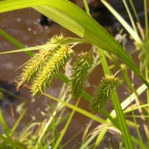 Carex fascicularis at Tennent, ACT - 10 Jan 2022