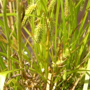 Carex fascicularis at Tennent, ACT - 10 Jan 2022