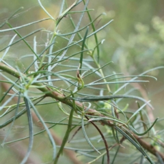 Cassinia quinquefaria at Yarralumla, ACT - 16 Jan 2022 10:52 AM