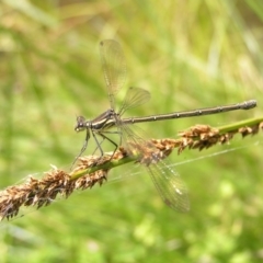 Austroargiolestes icteromelas (Common Flatwing) at Tennent, ACT - 10 Jan 2022 by MatthewFrawley