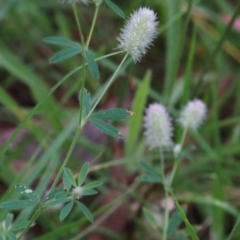 Trifolium arvense (Haresfoot Clover) at Yarralumla, ACT - 16 Jan 2022 by ConBoekel