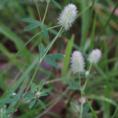 Trifolium arvense (Haresfoot Clover) at Yarralumla, ACT - 15 Jan 2022 by ConBoekel