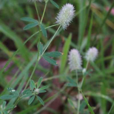 Trifolium arvense (Haresfoot Clover) at Yarralumla, ACT - 16 Jan 2022 by ConBoekel