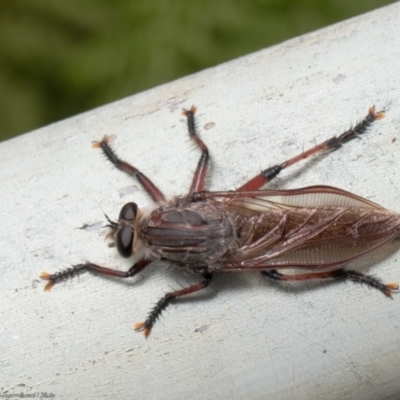 Neoaratus hercules (Herculean Robber Fly) at ANBG - 17 Jan 2022 by Roger