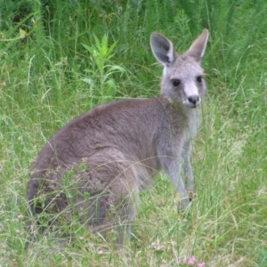 Macropus giganteus at Tennent, ACT - 10 Jan 2022